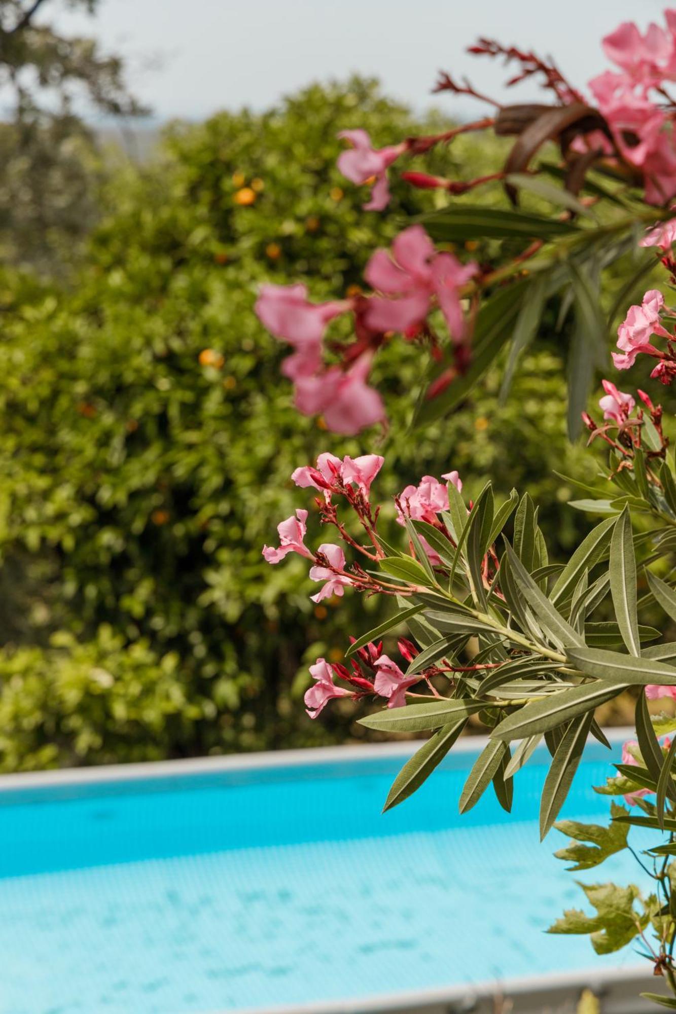 Casa Rural En Candeleda Con Piscina Y Un Maravilloso Jardin Esterno foto